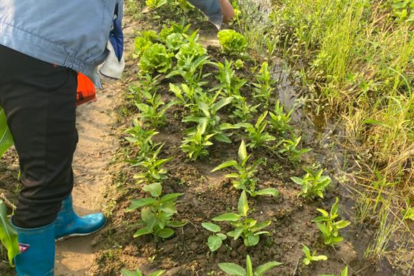 空心菜的高产方法,种植前要翻土