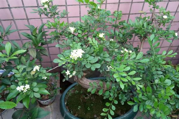 十里香的盆栽方法，冬季每隔4-5天浇一次水