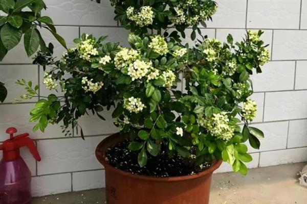 十里香的盆栽方法，冬季每隔4-5天浇一次水