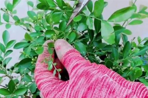 十里香的盆栽方法，冬季每隔4-5天浇一次水