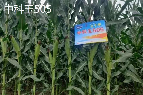 高产玉米新品种，有先达202、中科玉505等