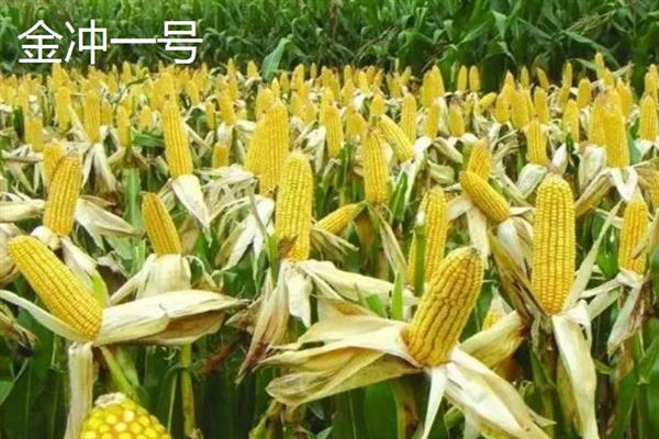 高产玉米新品种，有先达202、中科玉505等