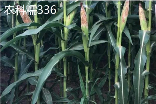 高产玉米新品种，有先达202、中科玉505等