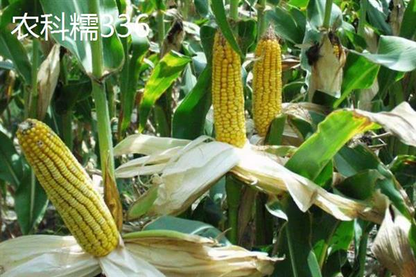 高产玉米新品种，有先达202、中科玉505等