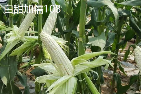 高产玉米新品种，有先达202、中科玉505等
