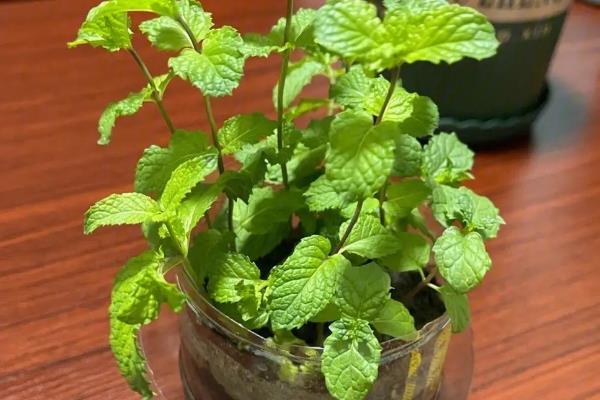 薄荷黑杆怎么处理，可减少浇水、改善环境等
