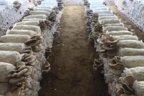 平菇大棚冬季加温方法,晚上覆盖草帘具有保温效果