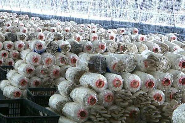 平菇大棚冬季加温方法,晚上覆盖草帘具有保温效果