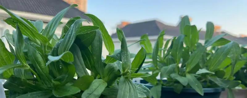 百日草怎么摘心，植株上端修剪3厘米左右