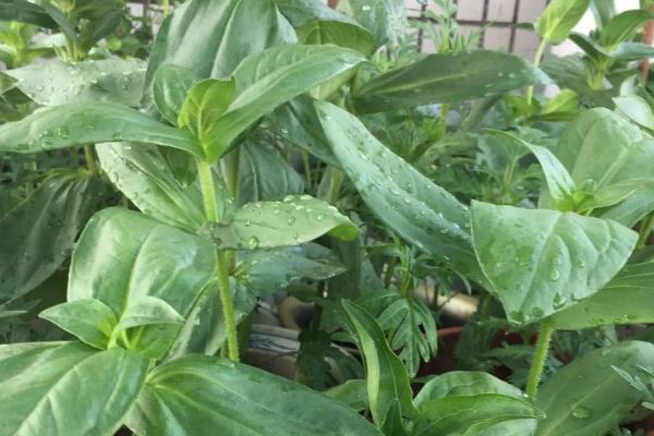 百日草怎么摘心，植株上端修剪3厘米左右