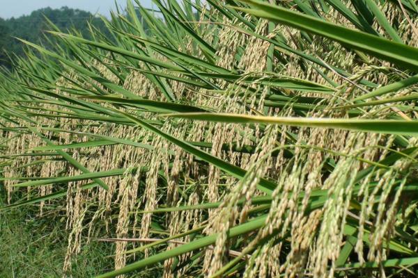 荷香106水稻品种的特性，6月中旬播种