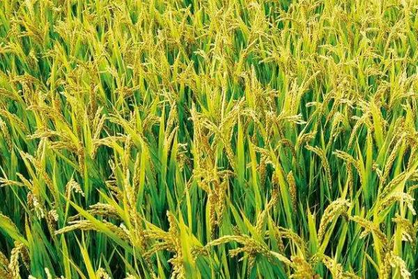 荷香106水稻品种的特性，6月中旬播种