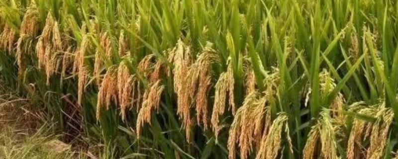甄香优179水稻品种的特性，秧田亩播种量10.0千克