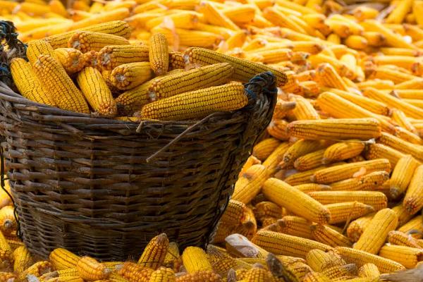 浙糯玉24玉米种子介绍，糯玉米品种