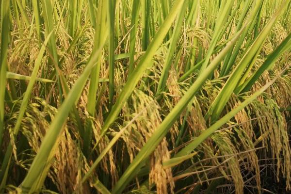 荷香106水稻品种的特性，6月中旬播种