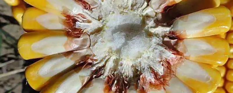 桂甜糯545玉米种子介绍，注意防涝抗旱及病虫防治