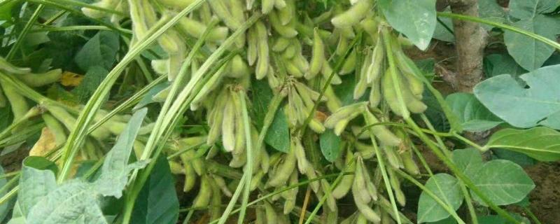 桂夏2002大豆种子特点，为高蛋白品种