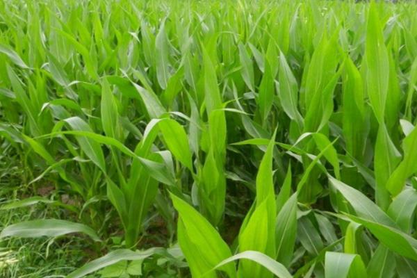 华美甜30号玉米种子特点