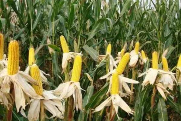 超龙玉168（区试名称：CLY168）玉米种子介绍，注意防治虫害