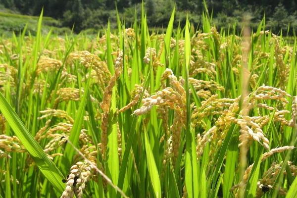 伍两优钰占水稻种子特点，每亩施纯氮12-14千克