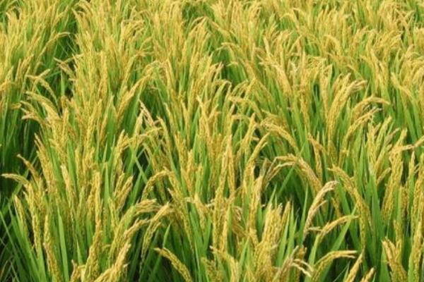 华夏香丝水稻品种的特性，每亩大田用种量2-25公斤