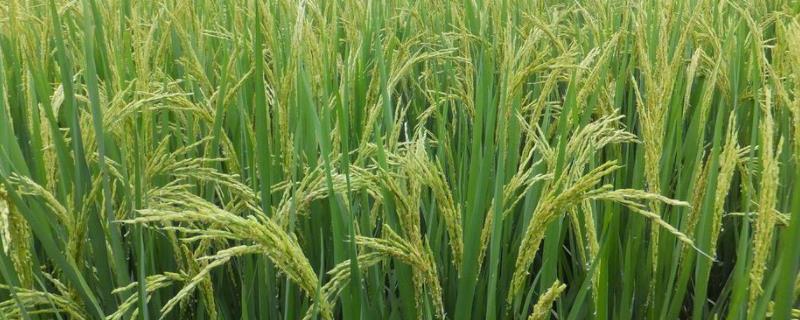 华夏香丝水稻品种的特性，每亩大田用种量2-25公斤