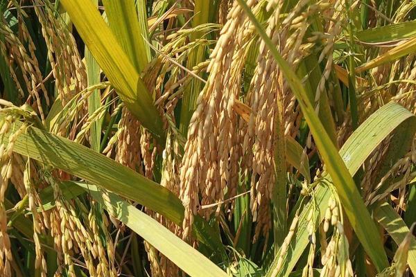 华夏香丝水稻品种的特性，每亩大田用种量2-25公斤
