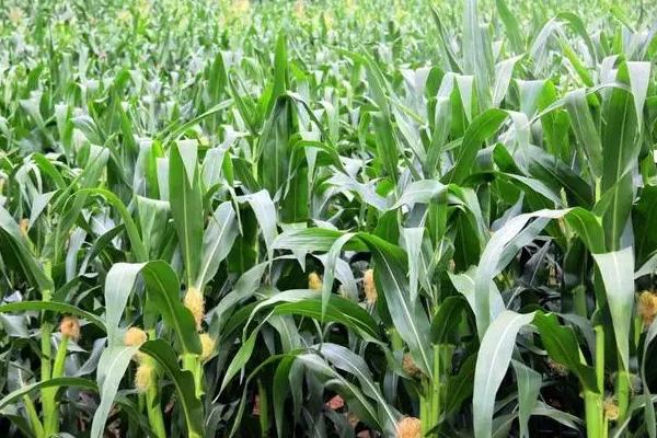 博新39玉米种子介绍，注意防治纹枯病