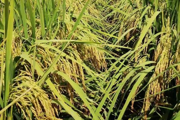 伍两优钰占水稻种子特点，每亩施纯氮12-14千克