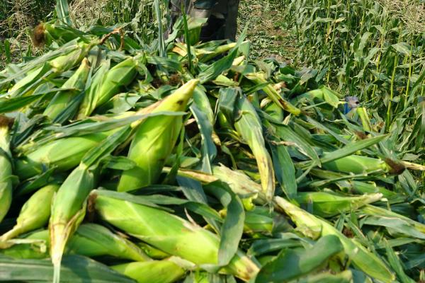 超龙玉168（区试名称：CLY168）玉米种子介绍，注意防治虫害