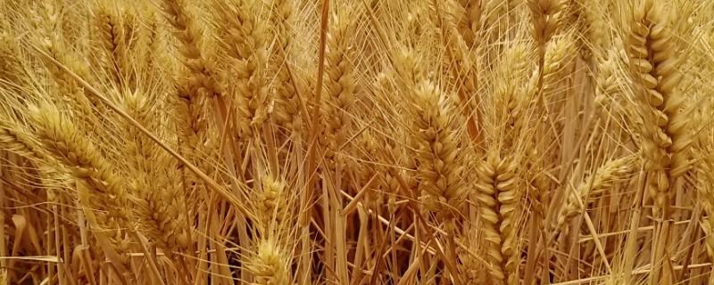 宁春70号小麦种子特点,属早熟品种