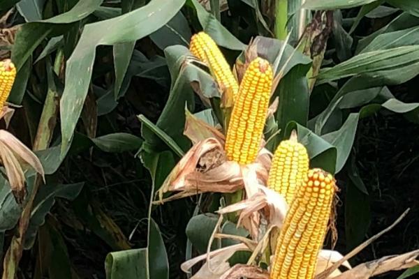 MS116玉米种子简介，中抗腐霉茎腐病