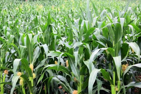 香糯638玉米品种简介，种植密度每亩3500株
