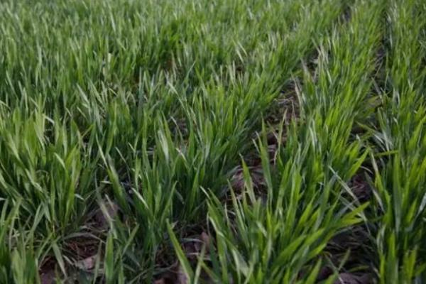 宁春70号小麦种子特点，属早熟品种