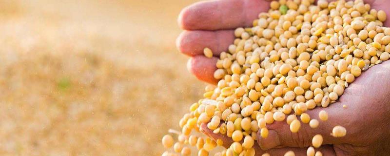 陇豆6号大豆品种简介，春播4月下旬-5月上旬播种
