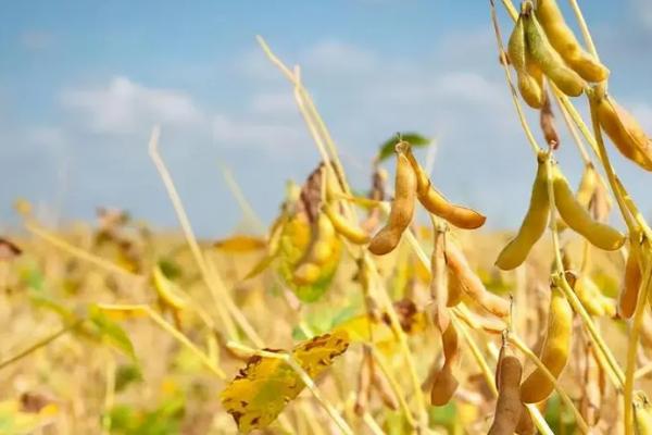 陇豆6号大豆品种简介，春播4月下旬-5月上旬播种