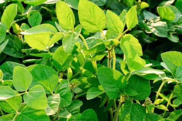 陇豆6号大豆品种简介，春播4月下旬-5月上旬播种