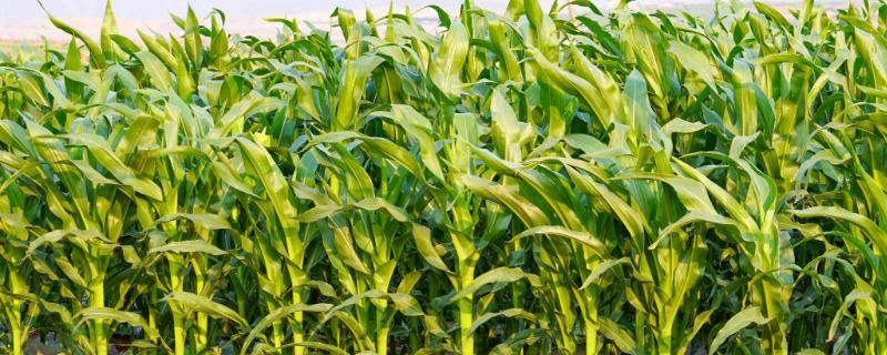 金苹果77玉米品种的特性，4月中下旬播种