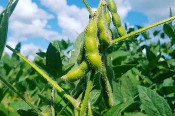 陇豆6号大豆品种简介，春播4月下旬-5月上旬播种