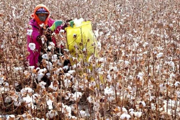 鑫瑞棉8号棉花种子介绍，达到II型品种类型标准