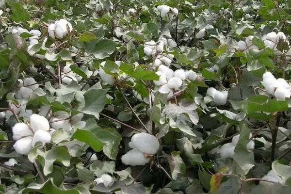 鑫瑞棉8号棉花种子介绍，达到II型品种类型标准