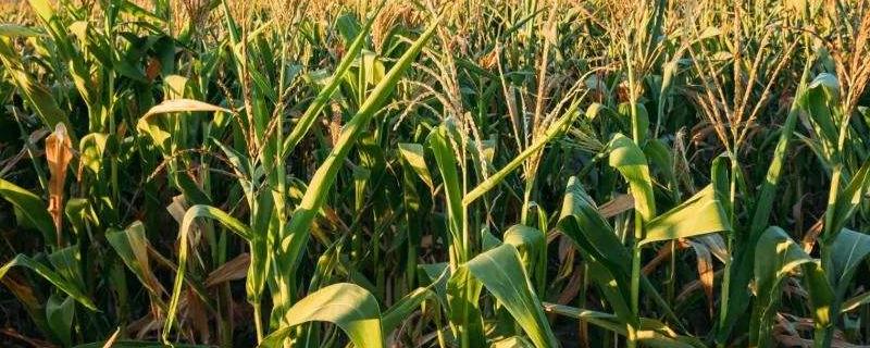 源田1117玉米品种简介，属极早熟品种