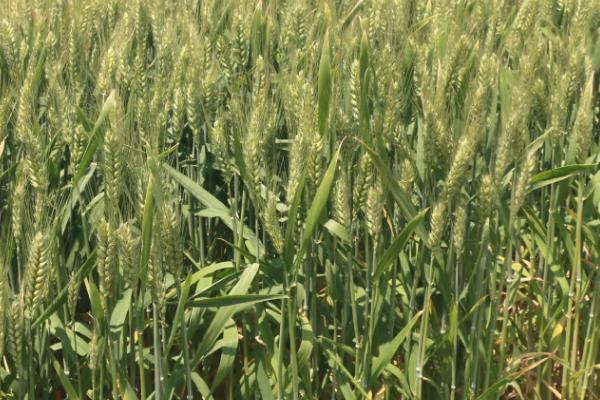 新粮804小麦种子简介,全生育期246天