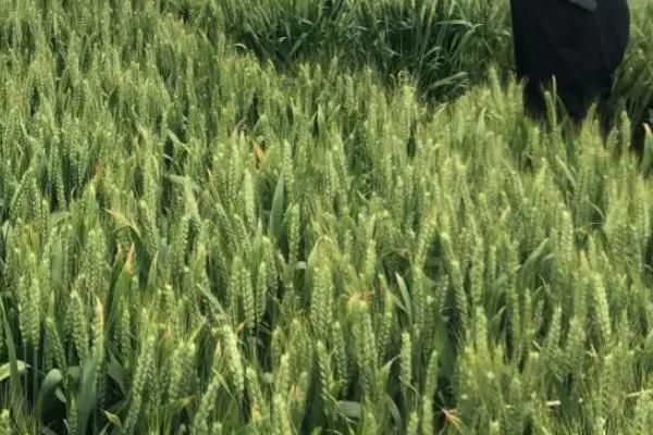 新粮804小麦种子简介,全生育期246天