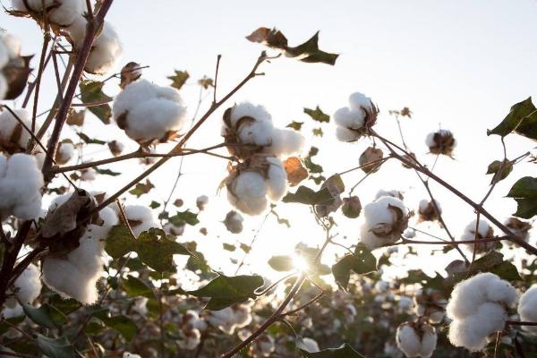 鑫瑞棉8号棉花种子介绍，达到II型品种类型标准