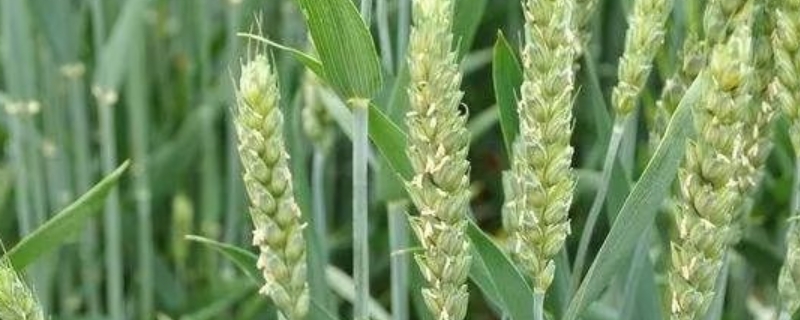 中科1878小麦种子特征特性,中抗赤霉病