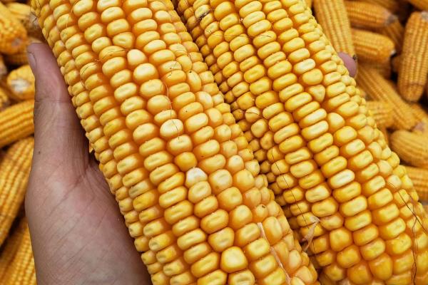 布朗6号玉米品种简介，密度6000株/亩左右