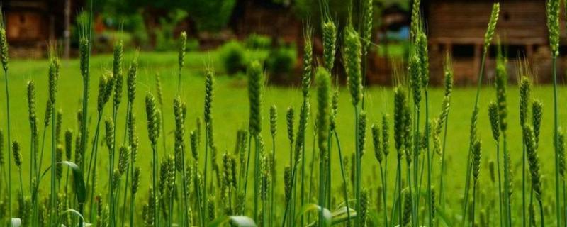 新粮607小麦种子介绍，该品种抗逆性好