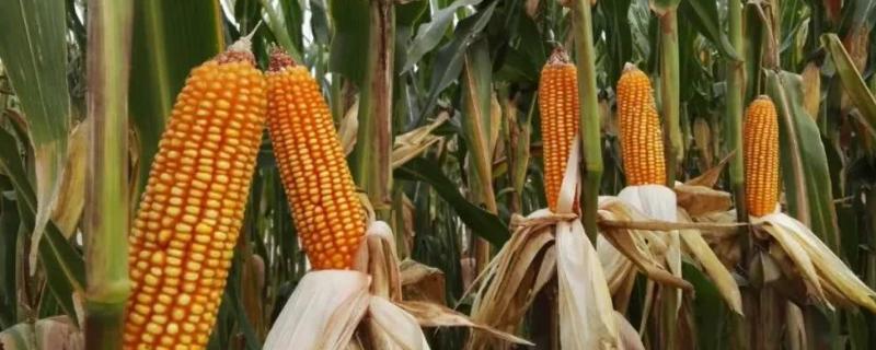 联创003玉米品种的特性，密度5500—6000株/亩