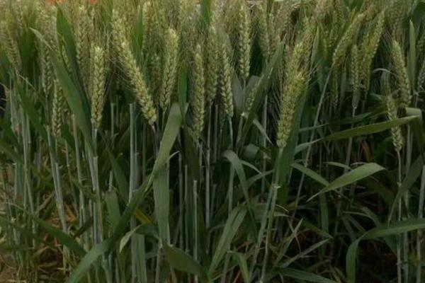 中麦98小麦品种简介，每亩适宜基本苗12万—18万